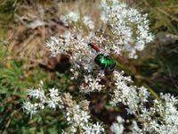 Attēlu rezultāti vaicājumam “Gypsophila fastigiata”