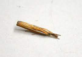 Attēlu rezultāti vaicājumam “Catoptria margaritella”