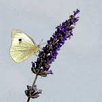 Attēlu rezultāti vaicājumam “Oedemera croceicollis”