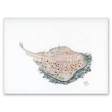 Image result for Leucoraja erinaceus