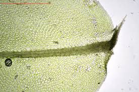 Attēlu rezultāti vaicājumam “Plagiomnium elatum”