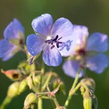 Attēlu rezultāti vaicājumam “Geranium pratense bud”
