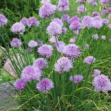 Image result for Allium schoenoprasum