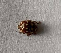 Attēlu rezultāti vaicājumam “Calvia quatuordecimguttata”