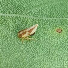 Attēlu rezultāti vaicājumam “Auchenorrhyncha”