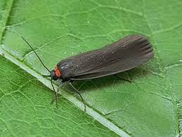 Attēlu rezultāti vaicājumam “Atolmis rubricollis”