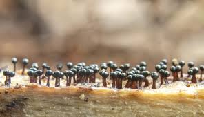 Attēlu rezultāti vaicājumam “Metatrichia floriformis spores”