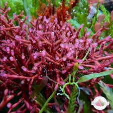 Attēlu rezultāti vaicājumam “Lignydium muscorum macro”