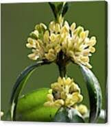 Attēlu rezultāti vaicājumam “Buxus sempervirens flower”