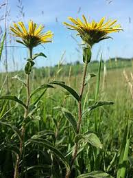 Image result for Inula hirta