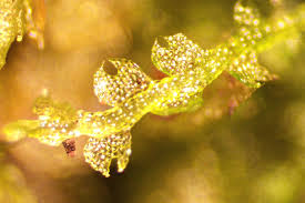 Attēlu rezultāti vaicājumam “Cephalozia connivens”