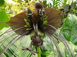 Image result for Tacca chantrieri