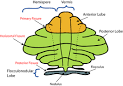 <b>Cerebellum</b> - Wikipedia, the free encyclopedia