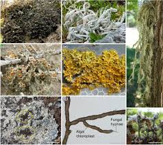 Attēlu rezultāti vaicājumam “Plectocarpon lichenum”