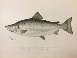 Image result for Salmo zrmanjaensis