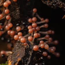 Attēlu rezultāti vaicājumam “Metatrichia floriformis macro”