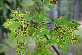 Attēlu rezultāti vaicājumam “Rhytisma acerinum”