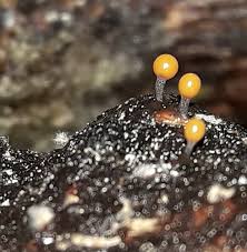 Attēlu rezultāti vaicājumam “Trichia ambigua macro”