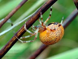 Attēlu rezultāti vaicājumam “Araneus marmoreus”