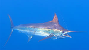 Image result for Makaira mazara