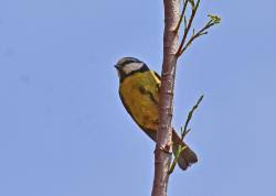 Attēlu rezultāti vaicājumam “Cyanistes caeruleus adult”