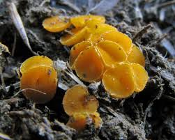 Attēlu rezultāti vaicājumam “Byssonectria fusispora”