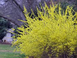 Attēlu rezultāti vaicājumam “Forsythia viridissima flower”