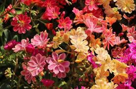 Image result for Bitterwurz