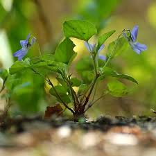 Attēlu rezultāti vaicājumam “Viola riviniana”