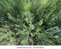 Attēlu rezultāti vaicājumam “Galium verum leaf”