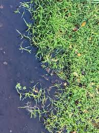 Image result for rosa aquatica