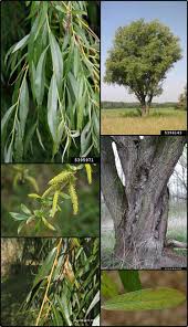 Attēlu rezultāti vaicājumam “Salix alba var. alba”