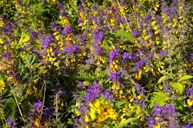 Attēlu rezultāti vaicājumam “Melampyrum nemorosum leaf”