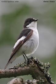 Attēlu rezultāti vaicājumam “Ficedula hypoleuca male”