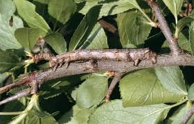 Attēlu rezultāti vaicājumam “Crocallis elinguaria imago”