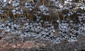 Attēlu rezultāti vaicājumam “Badhamia utricularis young”