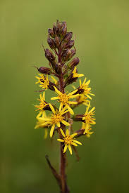 Attēlu rezultāti vaicājumam “Ligularia sibirica flower”