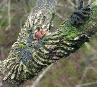 Attēlu rezultāti vaicājumam “Hypocreopsis lichenoides”