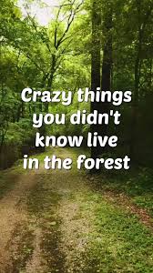 Attēlu rezultāti vaicājumam “Hemitrichia decipiens young”