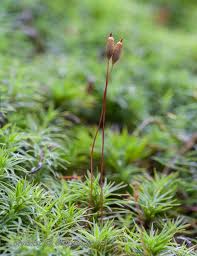 Attēlu rezultāti vaicājumam “Polytrichastrum pallidisetum”