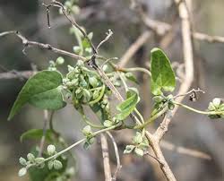 Attēlu rezultāti vaicājumam “Fallopia convolvulus”