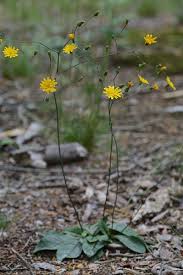 Attēlu rezultāti vaicājumam “Hieracium”