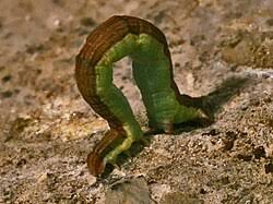 Attēlu rezultāti vaicājumam “Lythria cruentaria”