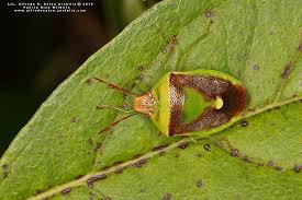 Attēlu rezultāti vaicājumam “Badhamia nitens macro”