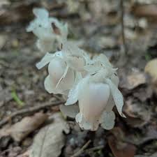 Image result for ギンリョウソウ