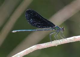 Attēlu rezultāti vaicājumam “Calopterygidae”