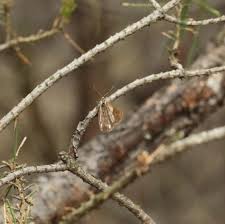 Attēlu rezultāti vaicājumam “Bupalus piniaria female”