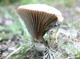 Attēlu rezultāti vaicājumam “Gomphidius glutinosus”