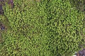 Attēlu rezultāti vaicājumam “Anomodon viticulosus sporophyte”