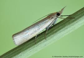 Attēlu rezultāti vaicājumam “Crambus heringiellus”